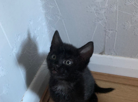 Adorable 9 week old kittens ready for new home