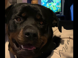 Rottweiler puppy
