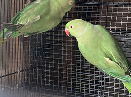 PairIndian ringneck