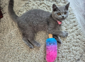 4 Month Old Kitten