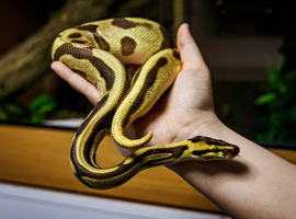 Lots of reptiles for Rehome!