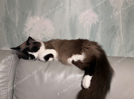 Female Ragdoll for sale