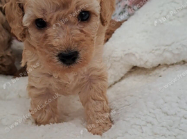 Beautiful toy poodle babies
