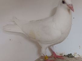 2026 White Squeaker Racing Pigeon