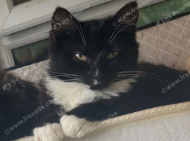 Black white semi longhair female cat