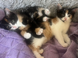 Sister calico kittens 12 weeks old