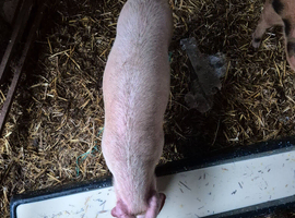 4 Gilt Weaners for sale