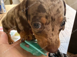 9 week old dapple girl.