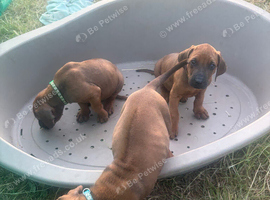 Rhodesian Ridgeback KC puppies