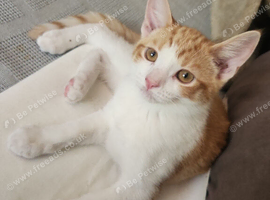 5 month old kitten for rehoming
