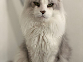 Stunning Male Maine Coon Active Registered Tica