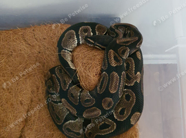 Ball python