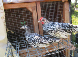 silver sebright bantams
