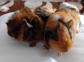 Guinea pigs