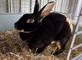 Mini Rex doe/buck