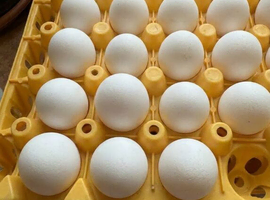 Fertile hatching eggs