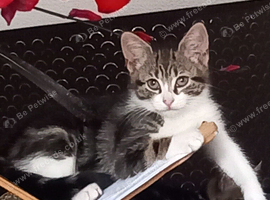 2 little kitten