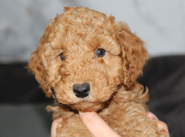 Health tested f1b cockapoo ready now