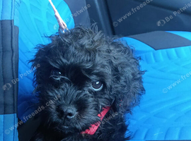 Pugapoo female pup available now!