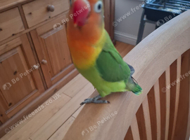 3 fischers lovebirds for sale
