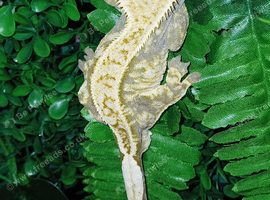 Male crested gecko