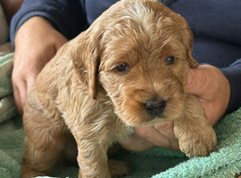 Health Tested Cockapoo