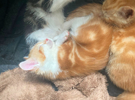 Gorgeous Kittens for sale