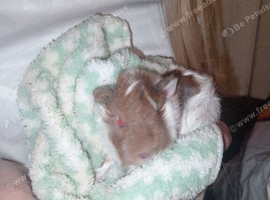 Baby guinea pig for sale
