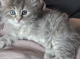 Maine coon litter