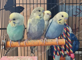Beautiful budgies lovely bright colours