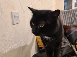 x1 Adult Male Indoor Only Cat for Rehoming