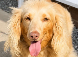 Longhair miniature dachshund