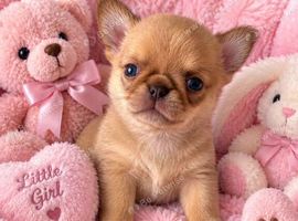 Thai chihuahua puppies available