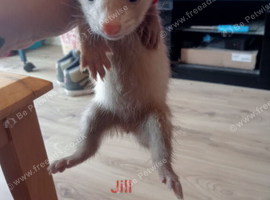 9 baby ferrets