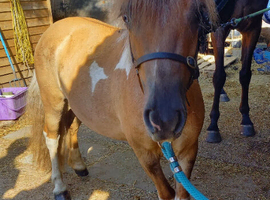 !10.2, safe/adorable lead rein!