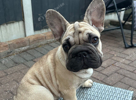 Beautiful KC Registered French Bulldog Boy and Girl  &ndash; Ready for His Forever Home