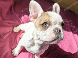 Beautiful puppy available