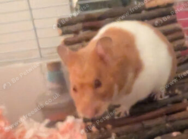 Sirian hamster
