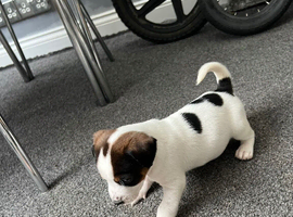 Jack Russel puppies