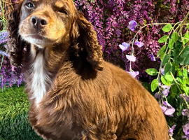 Adult cocker spaniel lady retired and neutered