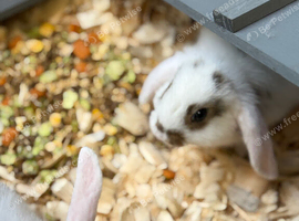 Mini lops