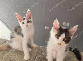 TICA REGISTERED STUNNING KITTENS