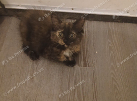 Free kittens