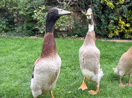 2 beautiful drakes for sale