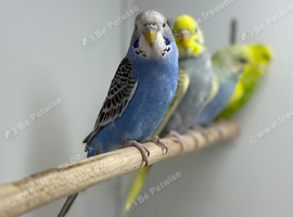 Budgies