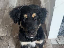 Husky Lab Male Puppy