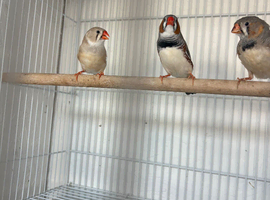 Zebra finch for sale