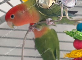 Pair love birds with cage