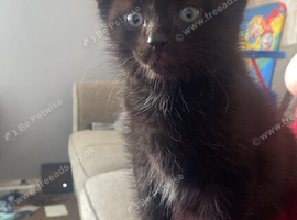4 female kittens
