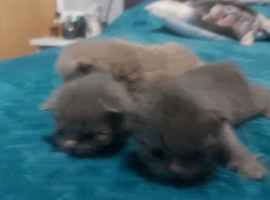 British shorthair kittens